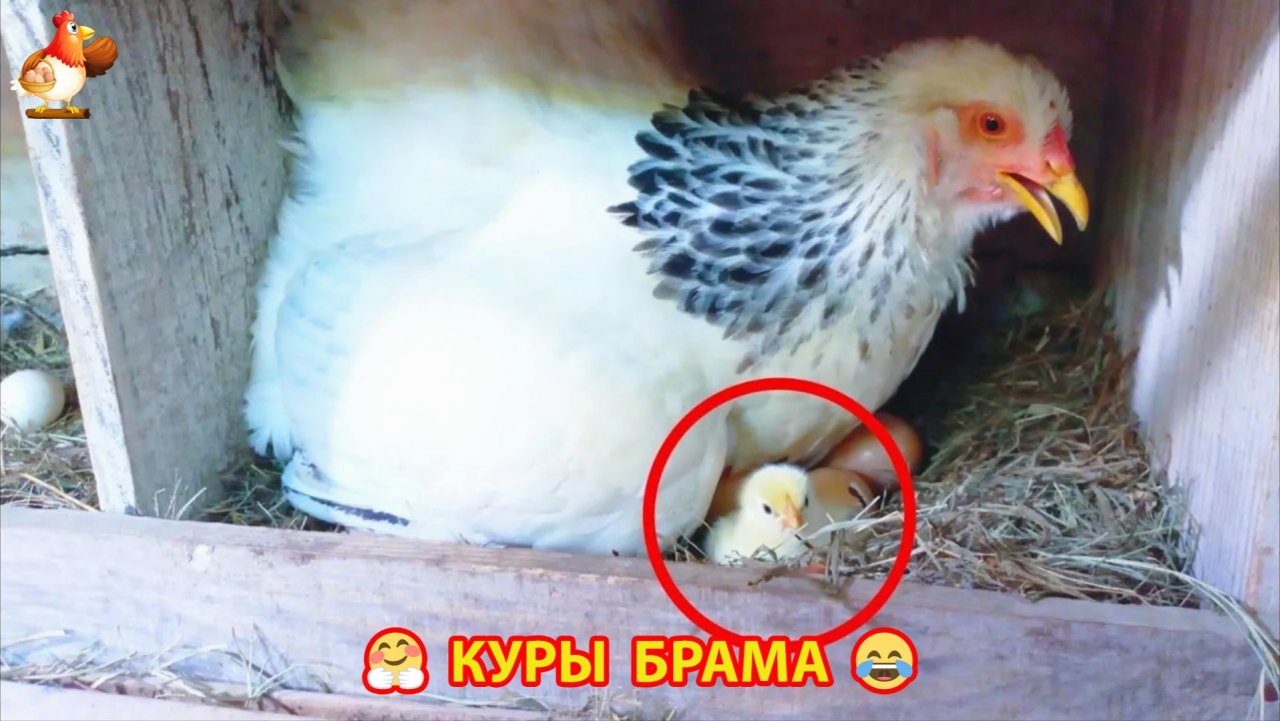 Куры Брама с лохматыми лапами прекрасные несушки (74)