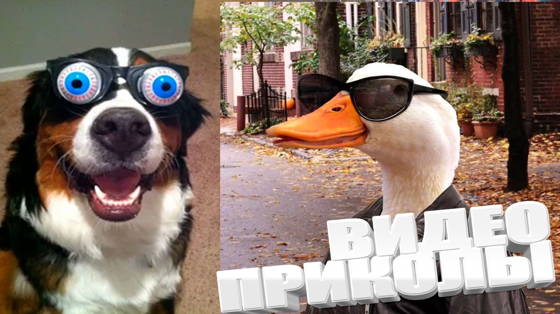 ЛУЧШИЕ ПРИКОЛЫ 2025 | ПРИКОЛЫ 2025 | СВЕЖИЕ ПРИКОЛЫ 2025 | РЖУ НЕ МОГУ |