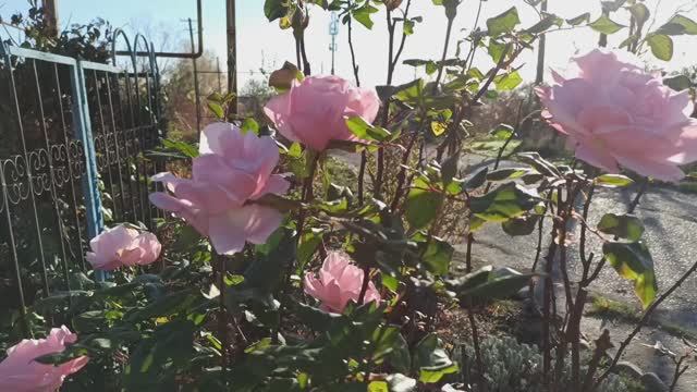 Цветы в последние дни осени!