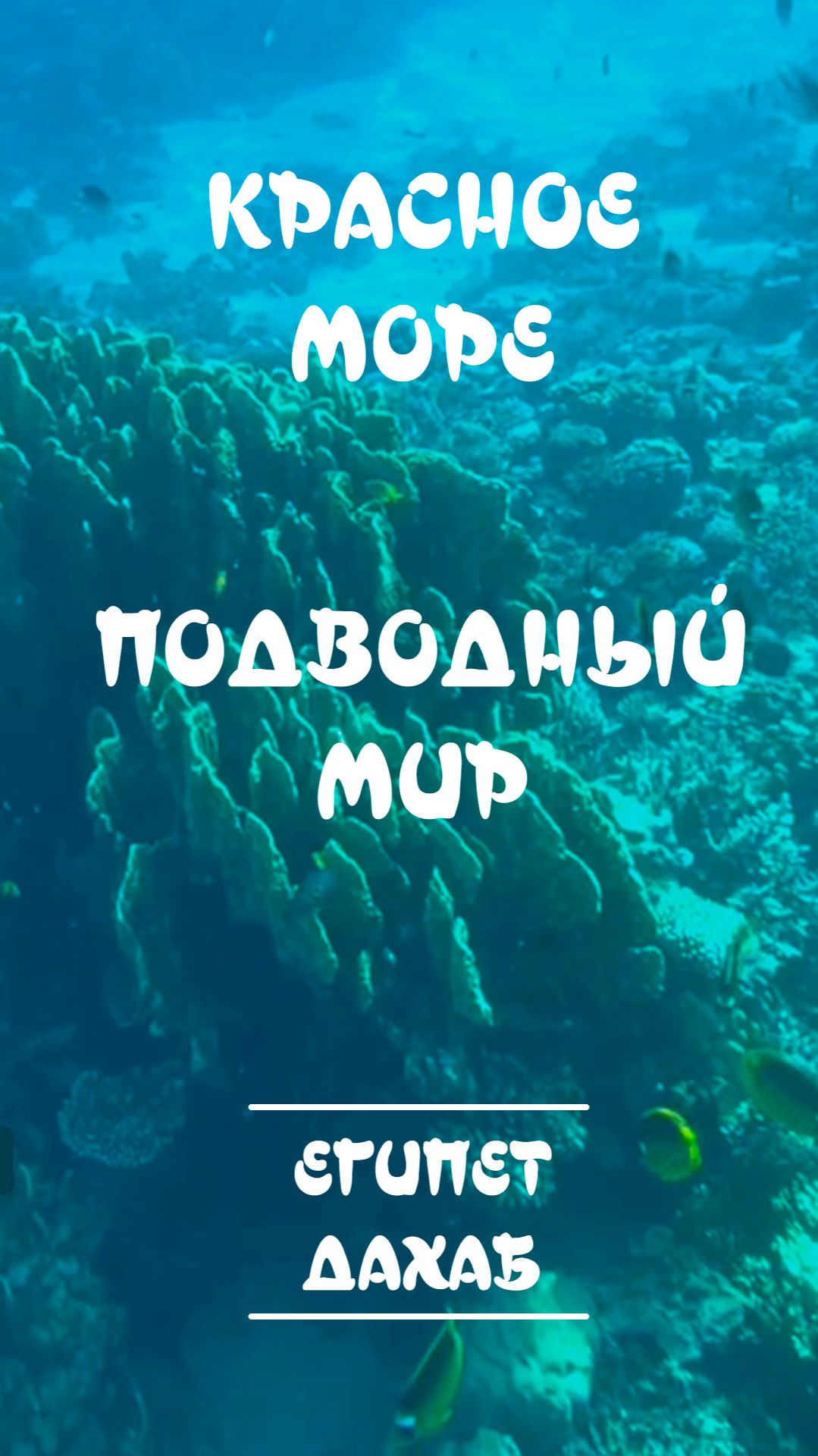 Красное море. Подводный мир. Рас-Абу-Галум. Египет.Дахаб