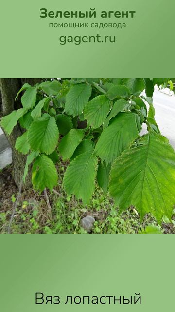 Вяз лопастный