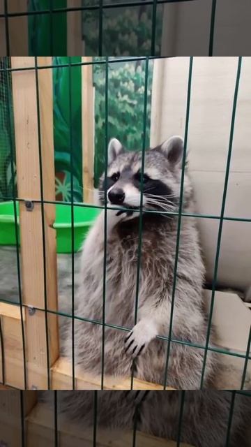 милый енотик🦝