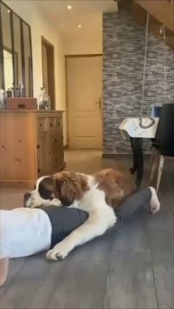 Ваш кот тоже смотрит телевизор? 👀