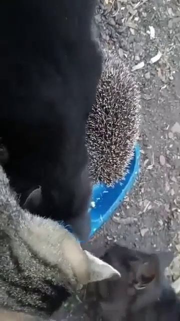 Наши бойцы прикормили малышат🥰