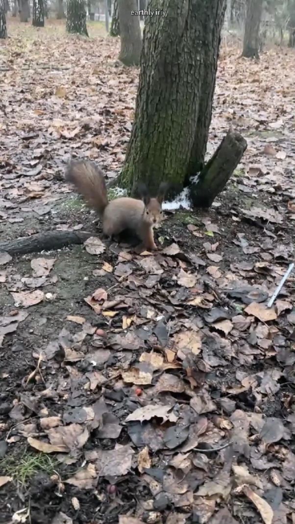 Чумазик гоняет собратьев #земнойирий #природа #парк #белочки #белки #животные