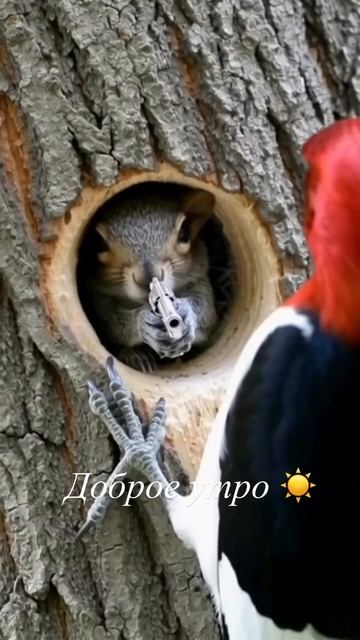 СМЕШНАЯ НЕЙРОСЕТЬ