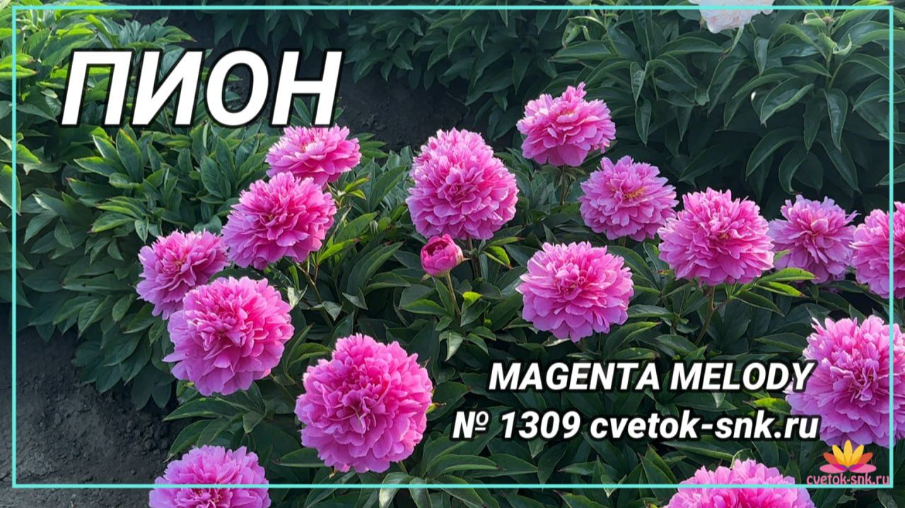 Пион "Magenta Melody"/Сад Ворошиловой