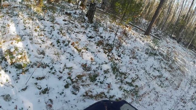 Седьмой день в лесу. Поднимаю капканы. 18.10.25 г.