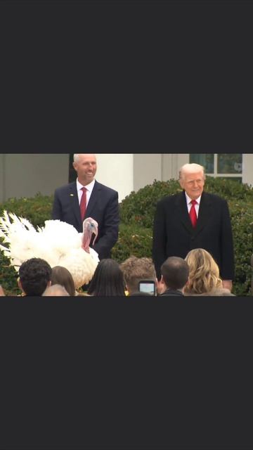 Трамп помиловал индейку Гоббла 🦃🇺🇸 #Трамп #помилование #индейка #Гоббл