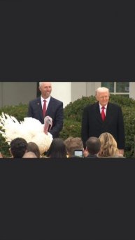 Трамп помиловал индейку Гоббла 🦃🇺🇸 #Трамп #помилование #индейка #Гоббл