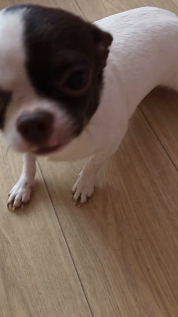 Надёжная сторожевая собака)