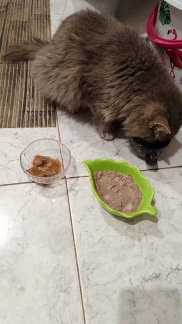 Кошечка с лейкозом.
Пока на карельницах,но пить начала.