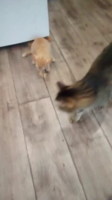 Выздоравливает котенок. Аппетит у него появился,значит, всё дело за усвоением пищи ЖКТ.