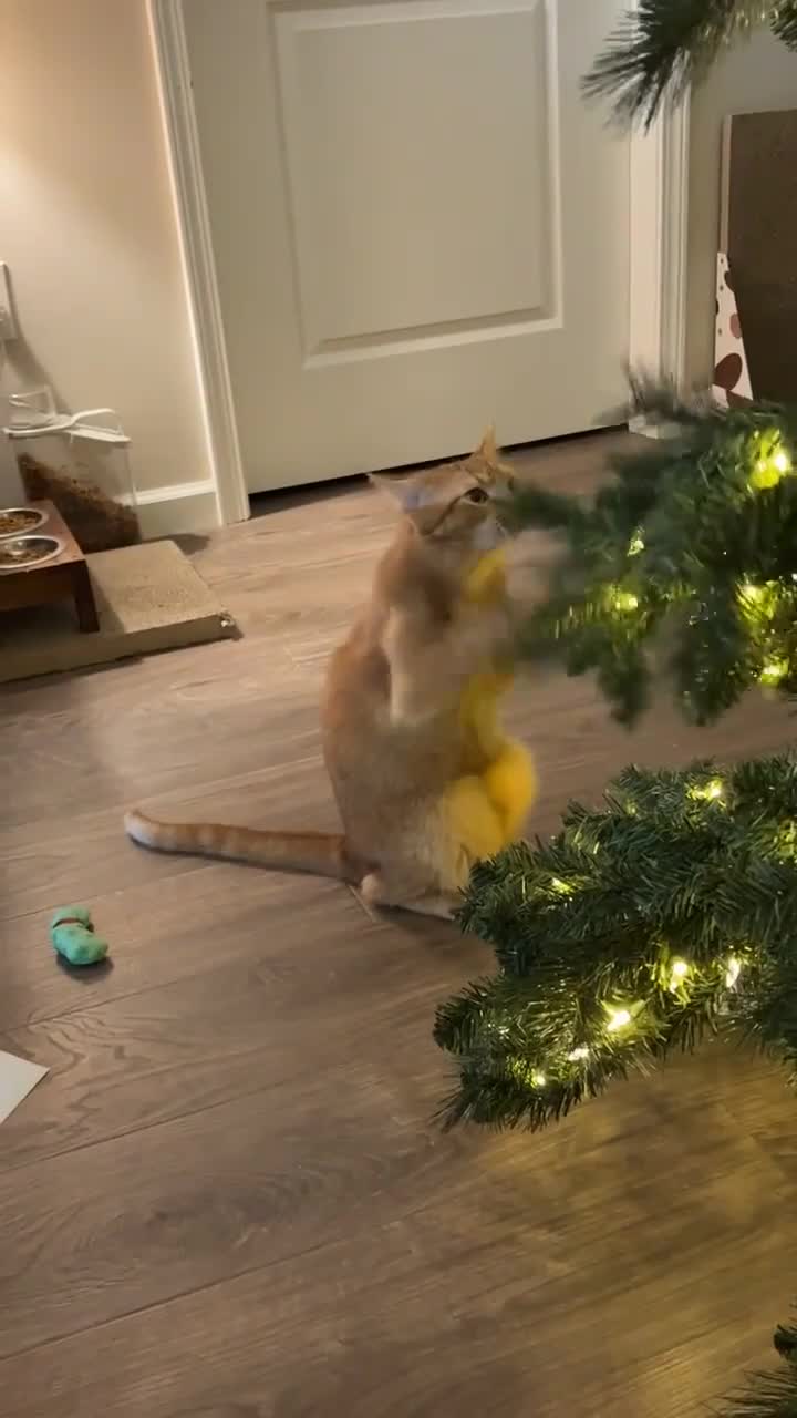 #видео #животные #Милые