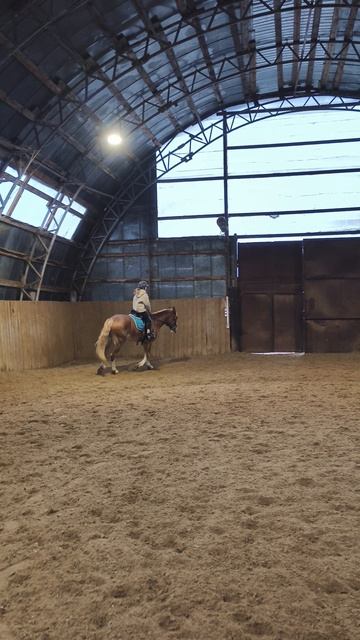 Василиса и Каспер, первая рысь в манеже.