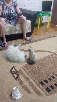 животная борьба