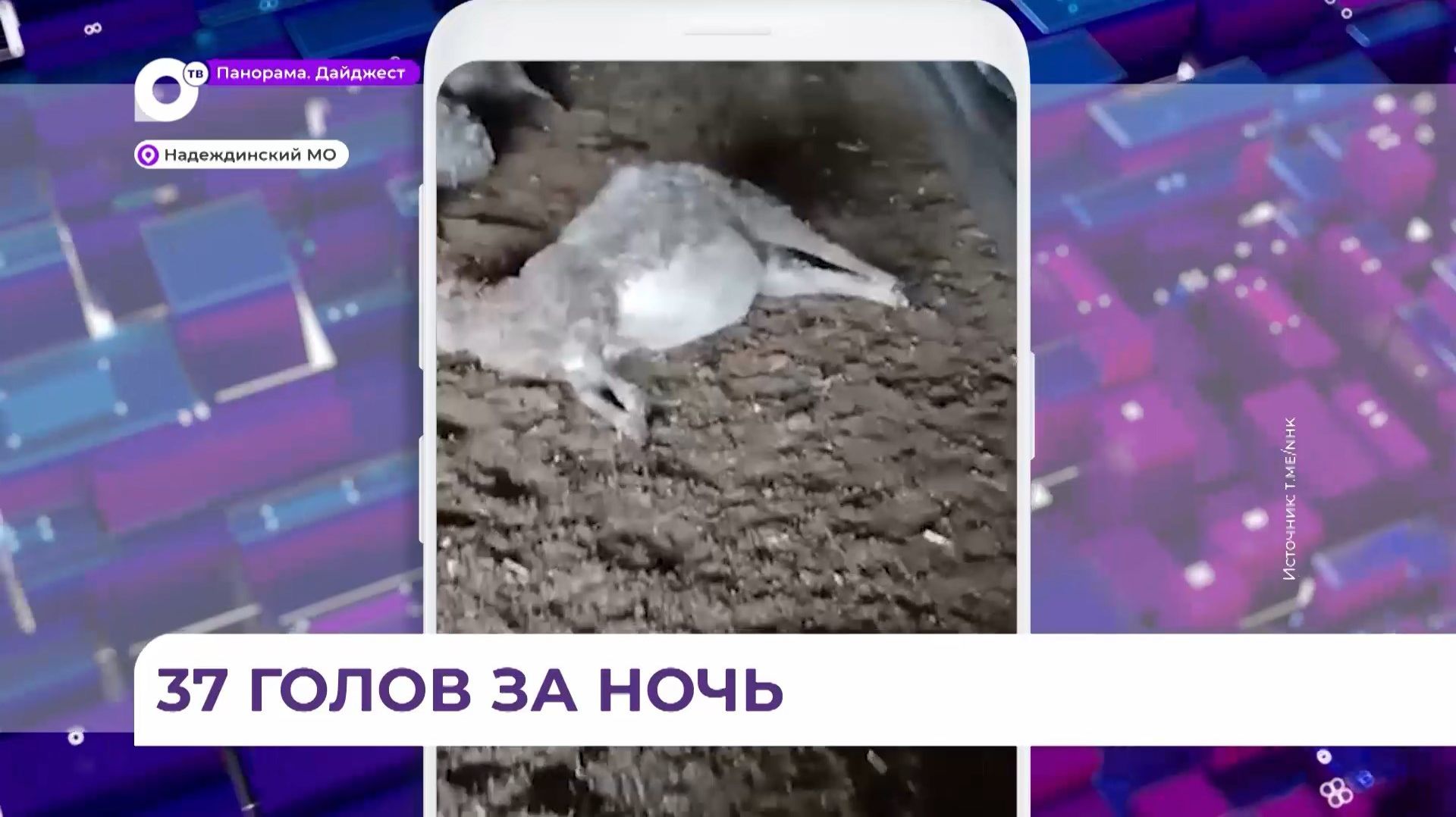 В Приморье фермер обнаружил в своём хозяйстве 37 погибших баранов