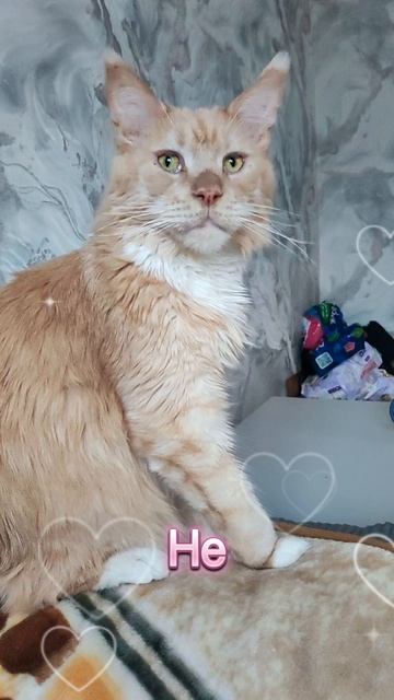 Не ныть! #cat #котофейка #мейнкун #котики #веселыекоты #коты #видосыоткота #мейкун #кот #работа