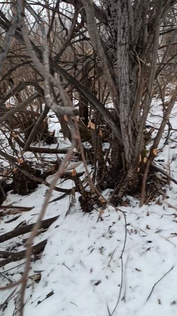 В поисках бобров! #батя