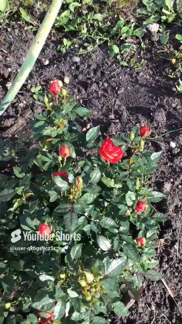 Ленинградская область. Хвойное. 16.07.2024. Дача. Цветущий куст роз