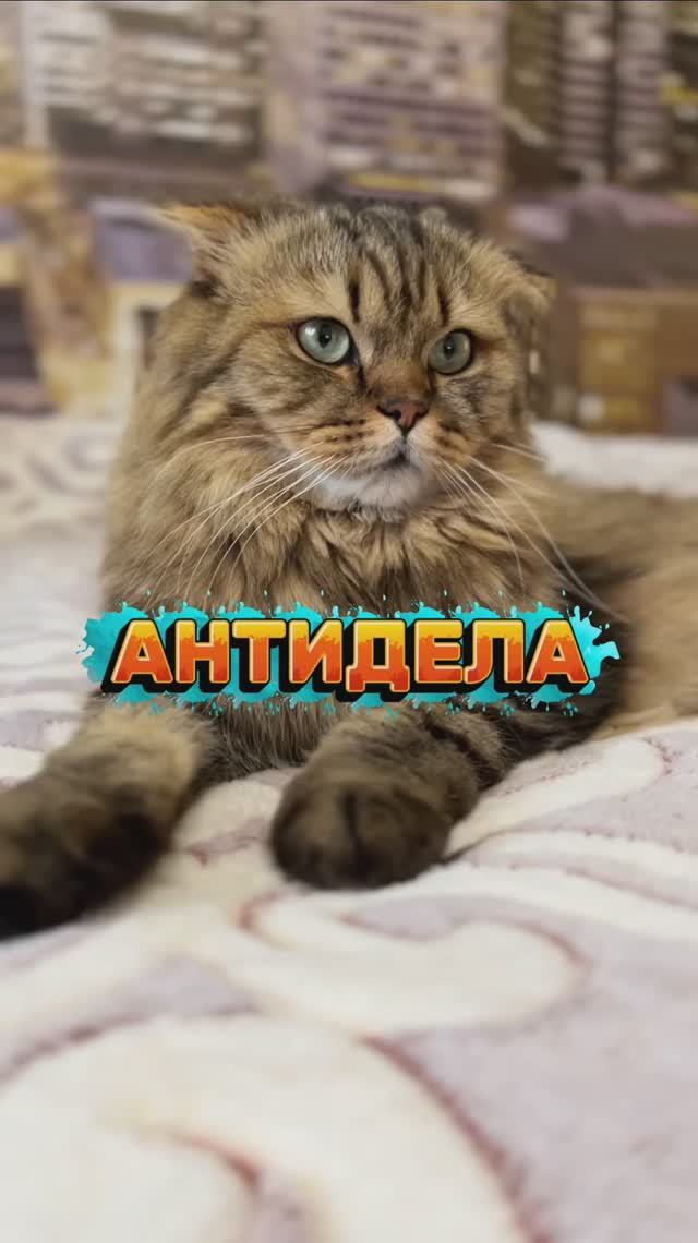 Главное -не уработаться в этой жизни!😹 #юмор #котики #животные