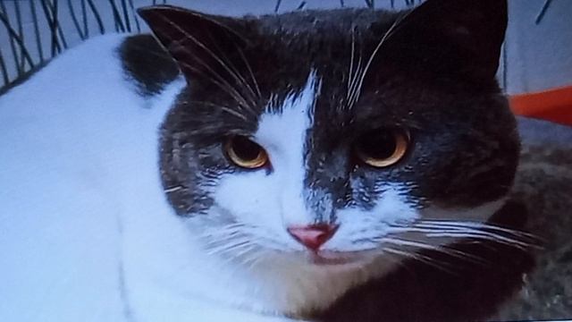 тиша реальный персонаж