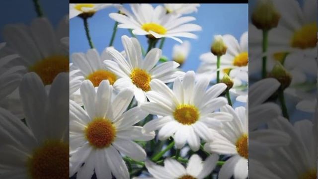 Зачем © Copyright: Бронислав Сычёв, 2025
Свидетельство о публикации №125112603351