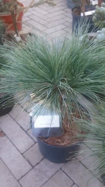 ❤🌲Сосна Веймутова Блю Шег 
✔Продажа растений в телеграм канале:
https://t.me/love_is_hvoiny_dvorik
🚛