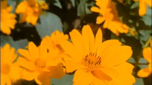 Ты тоже любила меня.Автор Резникова Юлия. Ю.