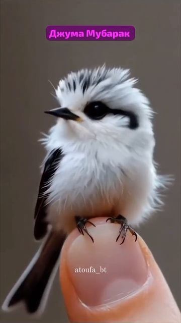 Гибридные павлины