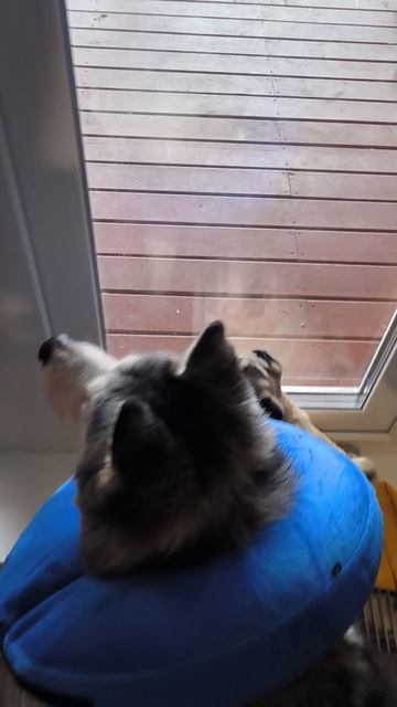 Воротниковские передислокации