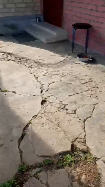 Что имеем,то храним.Мы - животных .Животные- наше жилище