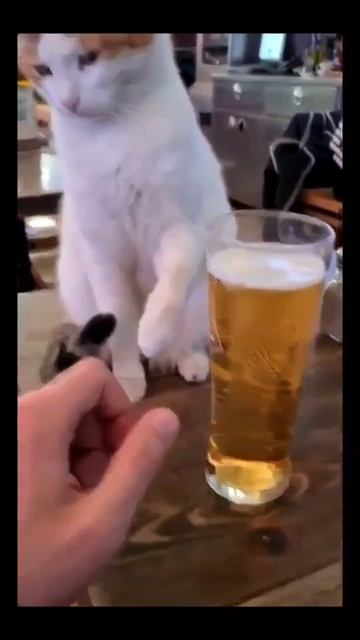 #юмор #смех #ржака #животные #пиво #кот #алкоголь #прикол