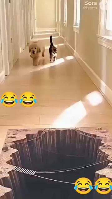 Dog panic cat walk like boss reaction catvideos shaababies funny pets comedy fun [get.gt]