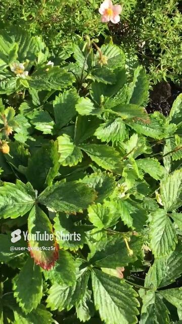 Ленинградская область. Хвойное. 16.07.2024. Дача.  Цветущий кустик земляники