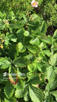 Ленинградская область. Хвойное. 16.07.2024. Дача. Цветущий кустик земляники