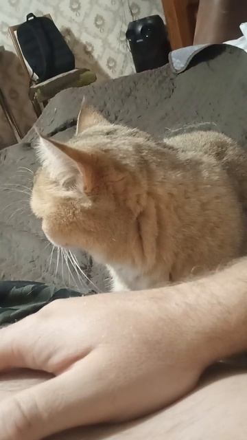 И так каждый вечер