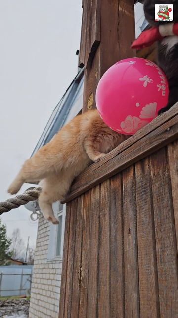 Маленький Рыжуля-Прыжуля своему другу Пискунчику принёс любимую игрушку 😻🎈🐈⬛