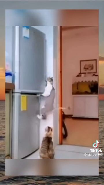 Ловкие кошки.