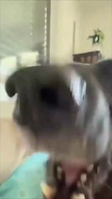 Играем с собакой дома