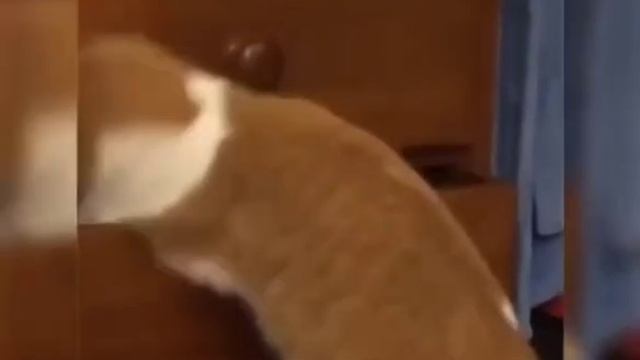 На самом деле "Том и Джерри" были сняты на реальных событиях. Не верите? Сааи смотрите 🙃