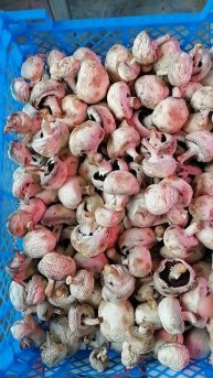 Кухня на балконе. Грибочки😂