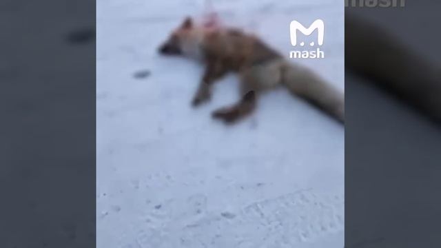 В Омской области бешеная лиса накинулась на девушку — спас сосед с палкой.MP4