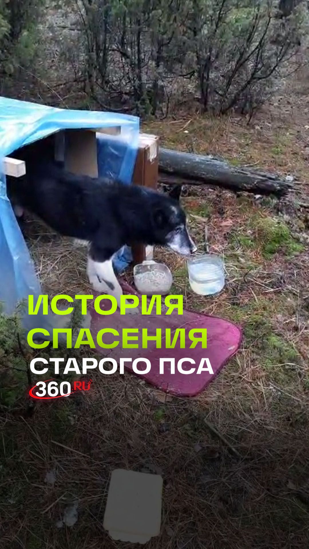 В Московской области выхаживают старого пса, которого бросили умирать в лесу