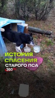 В Московской области выхаживают старого пса, которого бросили умирать в лесу