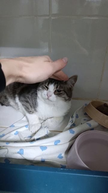 Котенок просит помочь