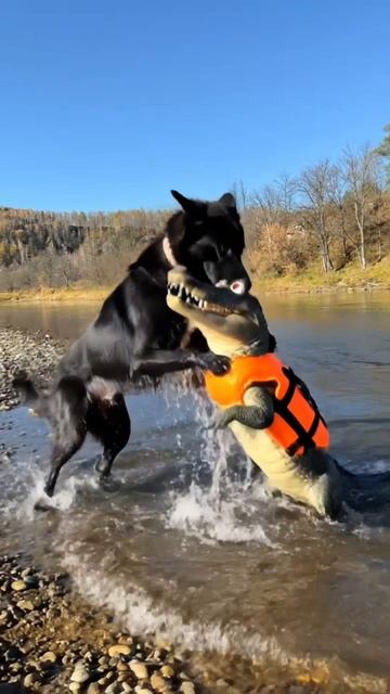 Овчарка против крокодила.mp4