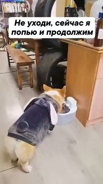 Разборки собак