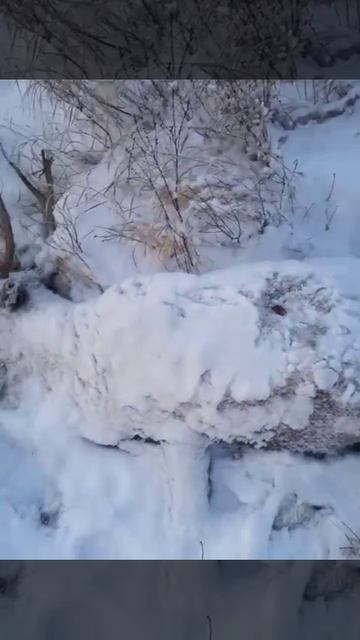 Сахалин: стаи бродячих собак рвут северных оленей на клочки