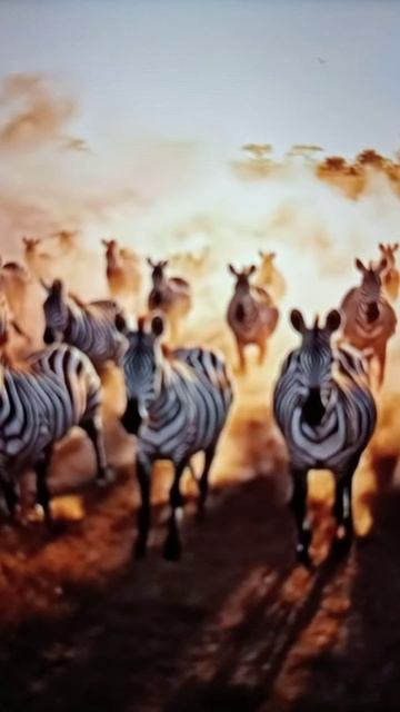 ТИГР и другие дикие животные и птицы😮😳🤔#Shorts